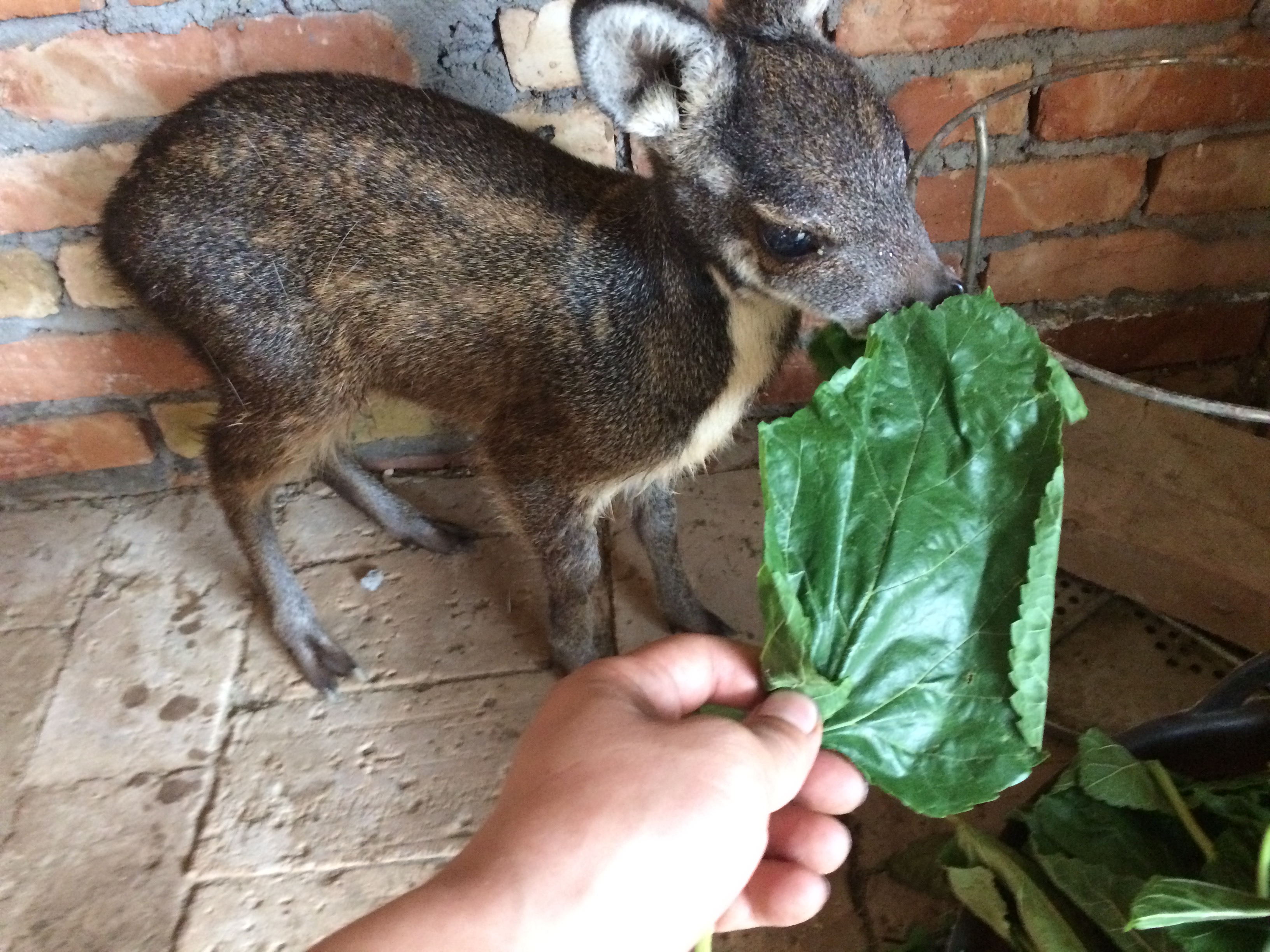 非洲麝猫， Civettictis Civetta， Moremi，博茨瓦纳，非洲 夜自然， Okavango三角洲 在树，野生生物自然 ...